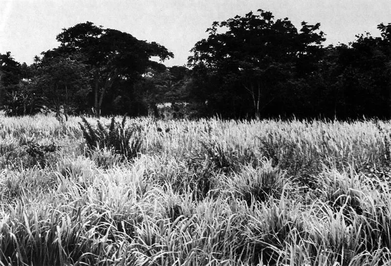 Providencia. Pastos altos de tierra negra en Lenna.
 Hernn Daz