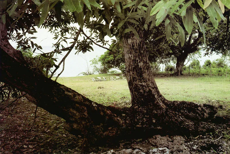 Providencia. Rincón de un camposanto.
Hernán Díaz