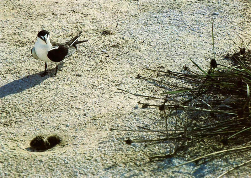 El polluelo de Serra. Hernán Díaz