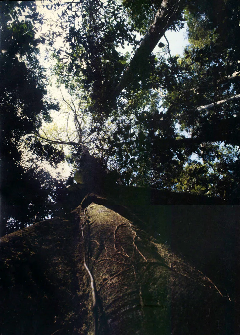 En el interior de un bosque de firme. El ángulo de la fotografía destaca las "bambas" de un árbol, particulares formaciones de soporte desarrolladas en prolongados procesos adaptativos por algunas especies de gran tamaño.