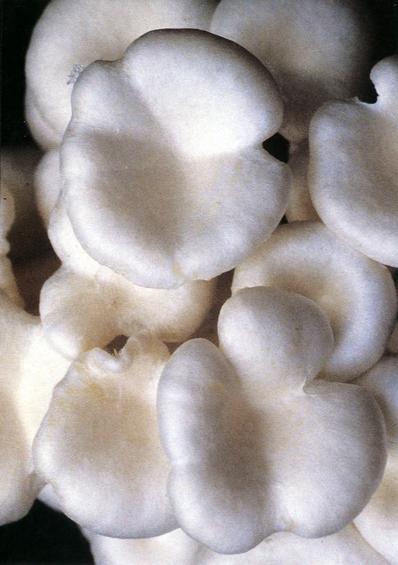 Hongos, eficiente creación de la naturaleza para el reciclaje de nutrientes.