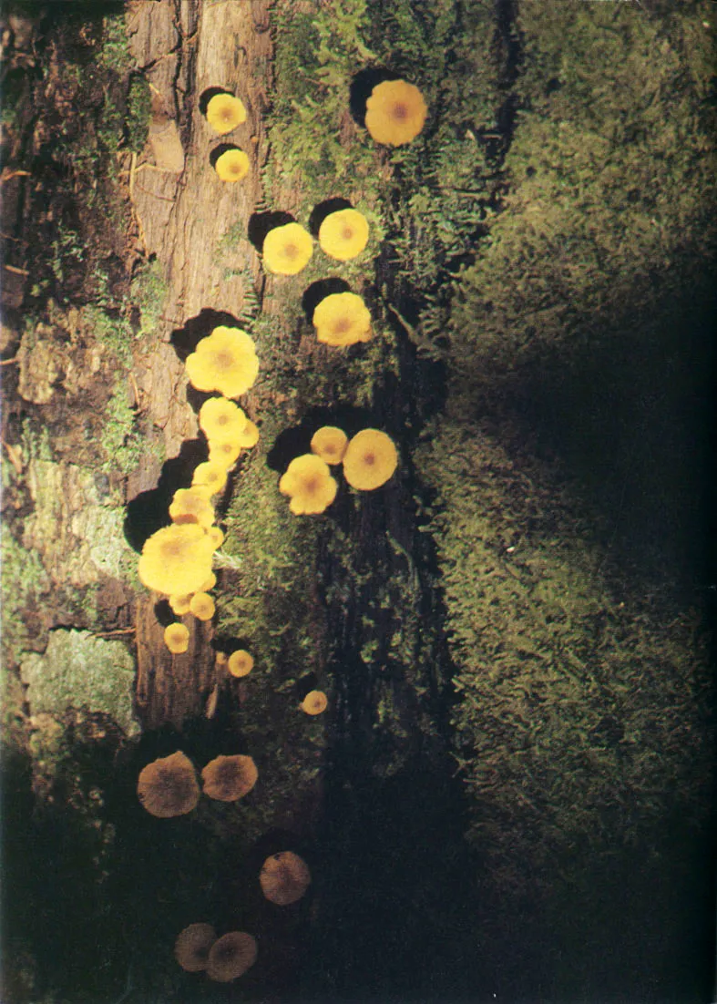 Aunque el micropaisaje es apacible, los hongos están realizando una tarea transformadora sobre el tronco.