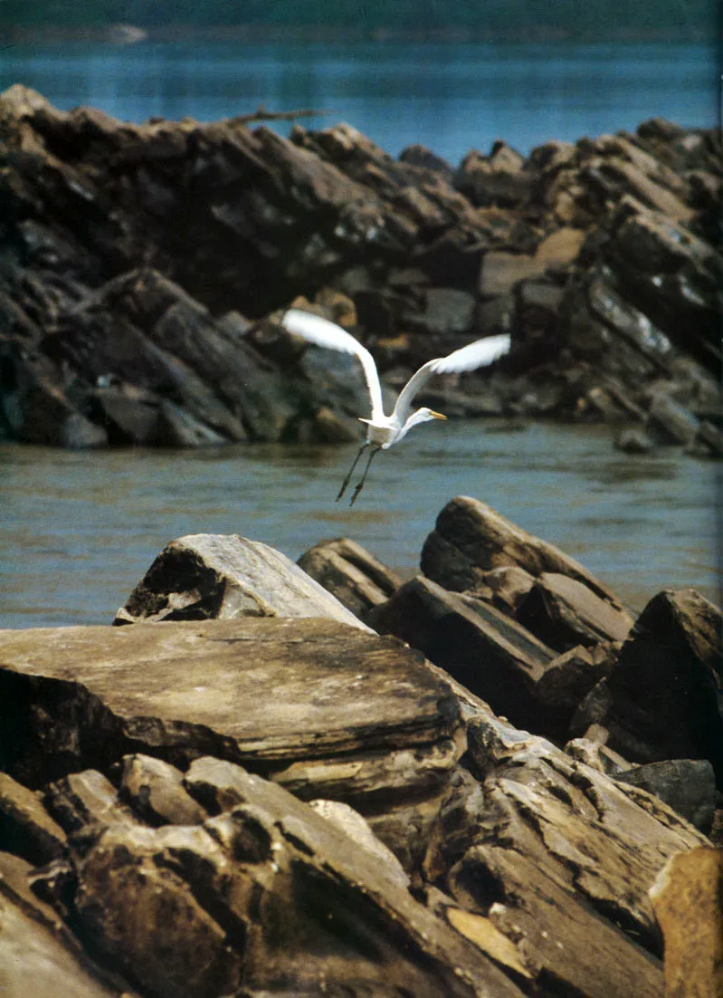 “Garzareal" (Casmerodius albus) en el raudal de Córdoba, río Caquetá. Aquí se le ofrecen condiciónes propicias para la captura de peces. particularmente en el verano.