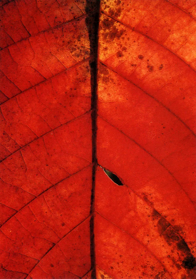 Hojas. colores del ciclo de la descomposición y de la vida.