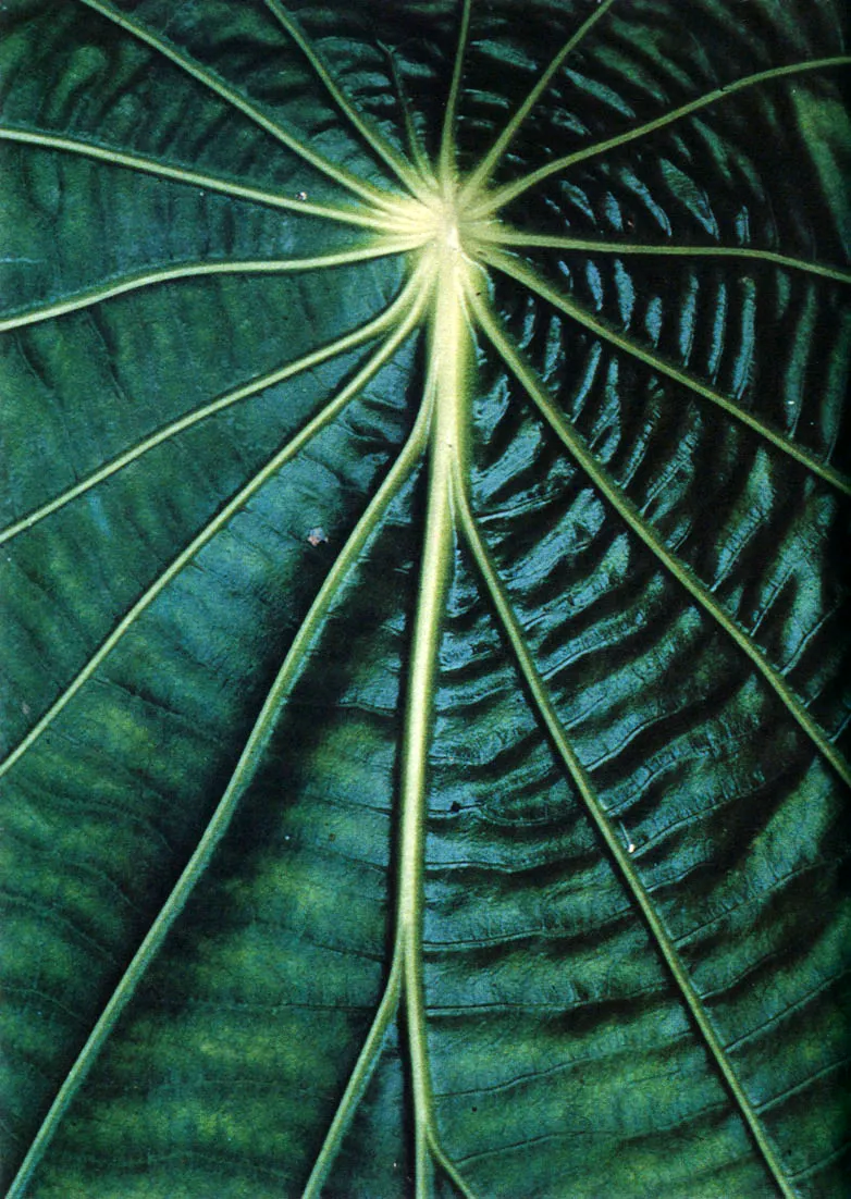 Hojas. colores del ciclo de la descomposición y de la vida.