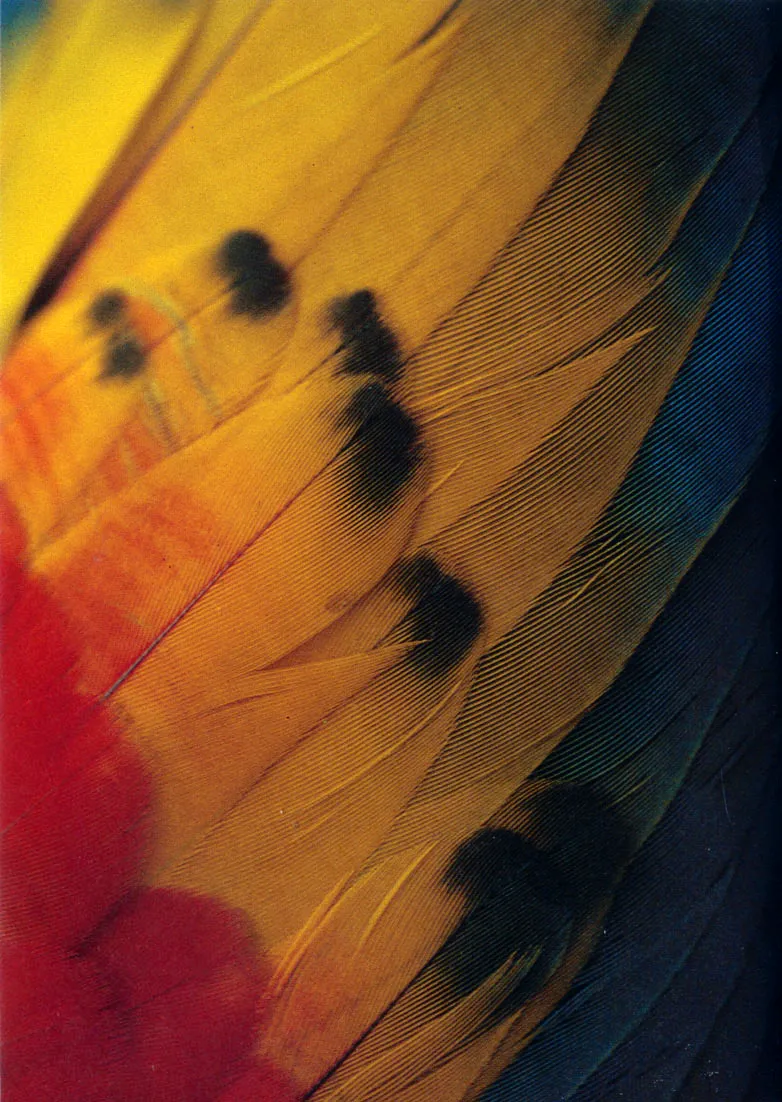 Unidad cromática en la diversidad de especies: detalles de alas de mariposa y de "guacamaya" (A Ara a ra ra u na).