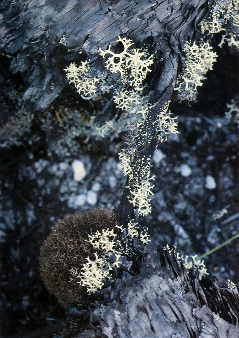 Líquenes y troncos, socios en la conservación de minerales necesarios a los ciclos de la naturaleza.