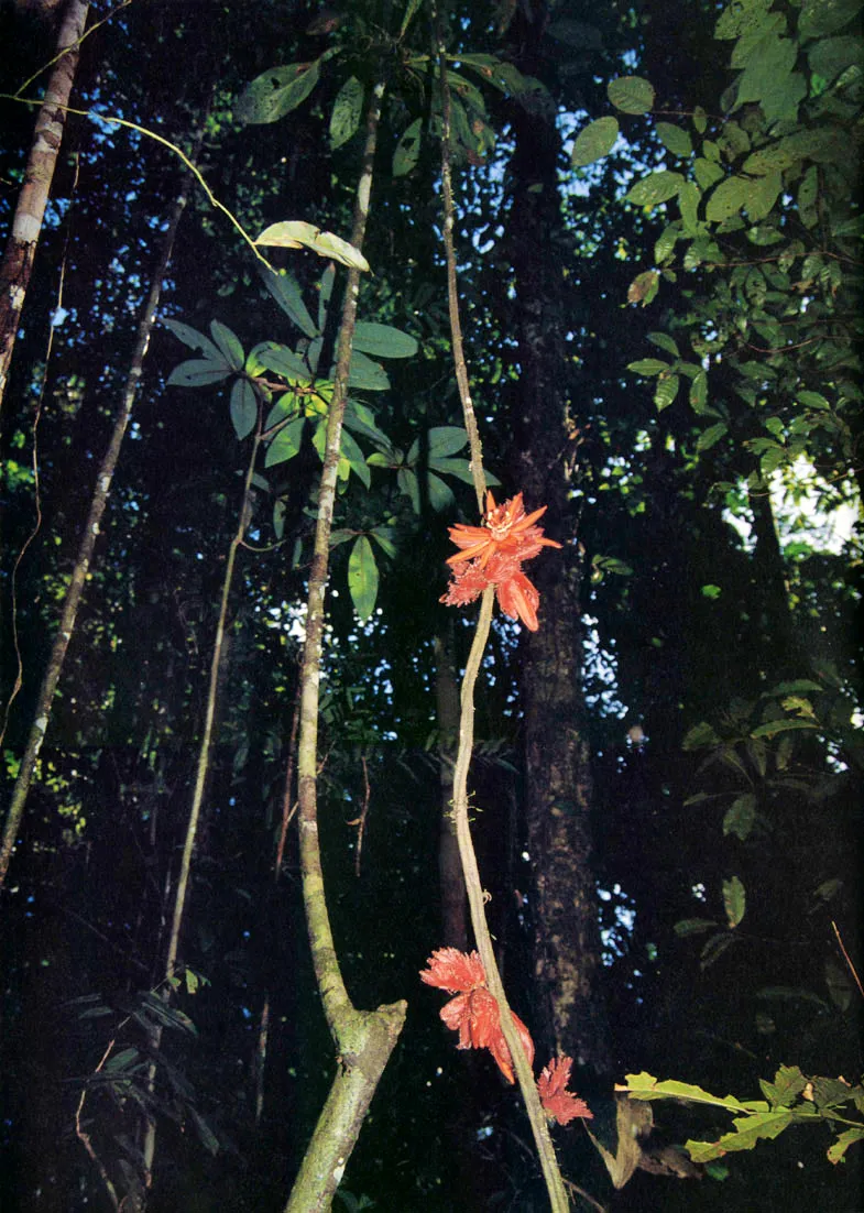 Passiflora sp. El interior umbro de la selva, rico en tonalidades verdes, se ve, algunas veces, interrumpido por Floracines vistosas como la de esta "nadilla", "maracuy" o "mburucuy" 