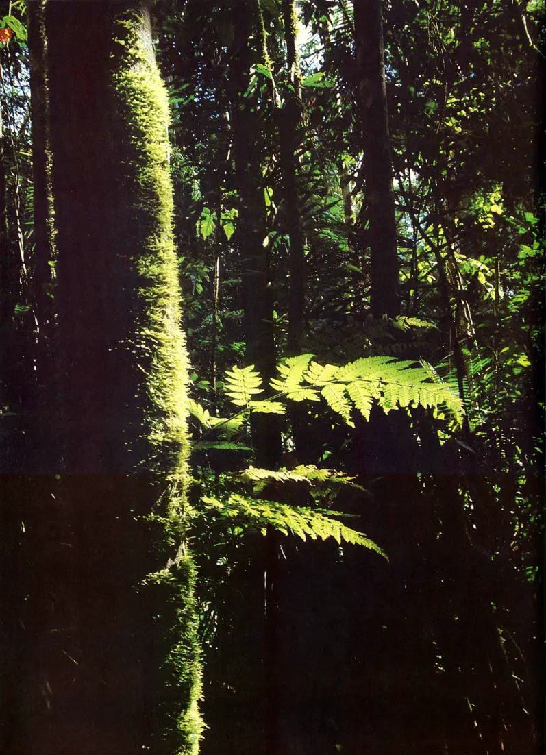 La escasa cantidad de luz solar que alcanza los estratos inferiores de la selva y la humedad atmosfrica elevada, estimulan el crecimiento de musgos, hepticas, helechos y diversas epfitas en los tallos de plantas leosas. 