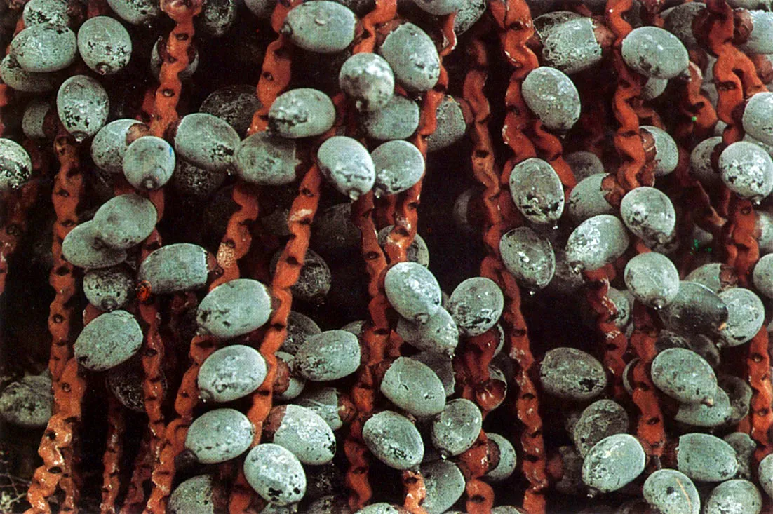 Palma "Canangucha o riche" (Mauritia flexuosa). Especie de múltiples usos. Con sus hojas se techan las viviendas y se trabaja la cestería. Con sus troncos se hacen las paredes. Con sus frutos se preparan bebidas y aceites. También eventualmente, de sus hojas los indígenas extraen sal.
