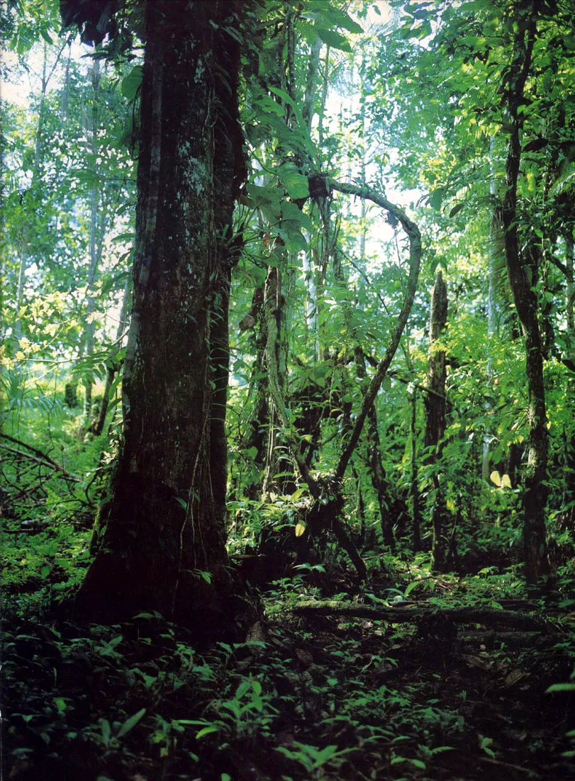 Selva amaznica en las cercanas de Letcia. El concepto de selva amaznica hace referencia a un continuo forestal en el que existen diversidades que van desde la selva hmeda tropical, que slo existe en las reas de lluvia permanente, hasta las formaciones arbustivas 