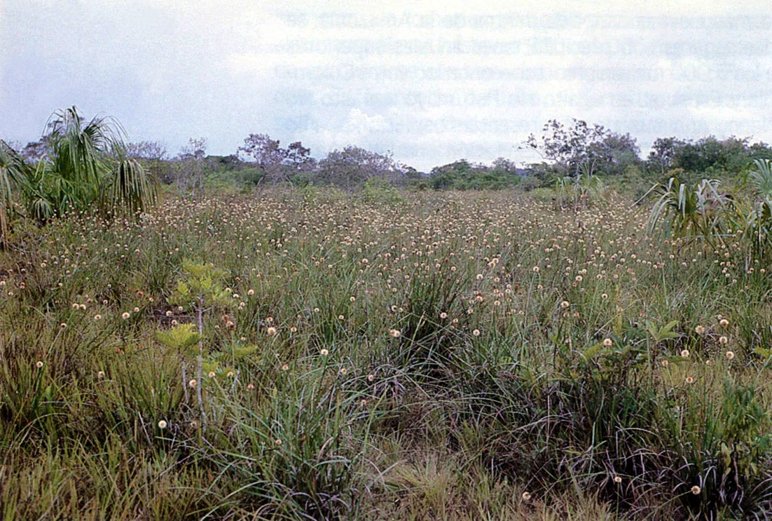 Casero tpico de las mrgenes del ro Guaina, en Colombia. Obsrvese la profusin de palmeras, entre las que se destaca la especie de "asa" (Euterpe spp.). La Amazona posee una variedad tan amplia de palmeras, que no sera difcil una clasificacin regional de acuerdo con las especies existentes en cada una de ellas.
 