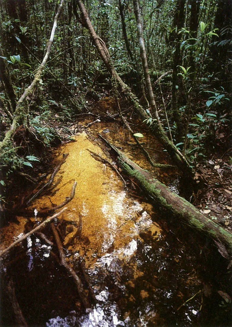 Catinga conformada por plantas ciperáceas y algunos arbustos. La pequeña flor de Inírida aparece en los suelos más pobres de la Amazonía.