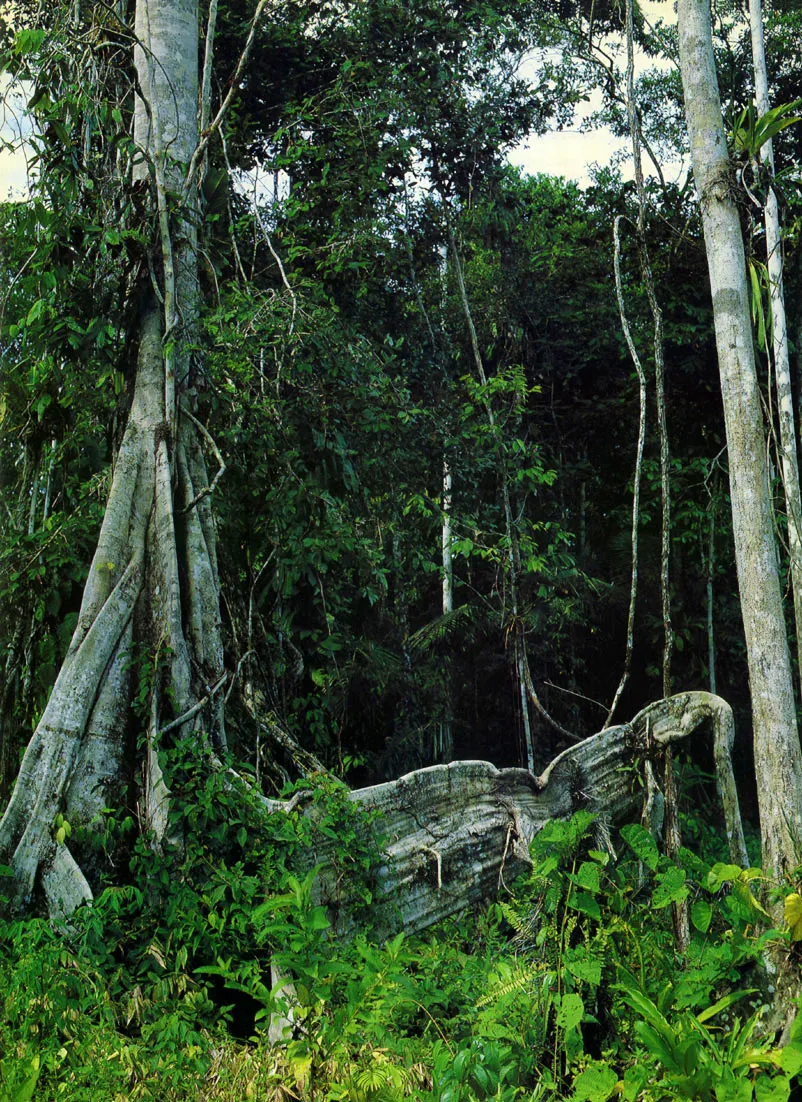 Bosque en las proximidades de Leticia. Algunos rboles de gran tamao han desarrollado eficientes estructuras de soporte que se extienden horizontalmente, para superar las limitaciones de la fragilidad de] suelo; y tambin para resistir los ocasionales pero destructores vientos tormentosos amaznicos. Estas races reciben el nombre de bambas. 
