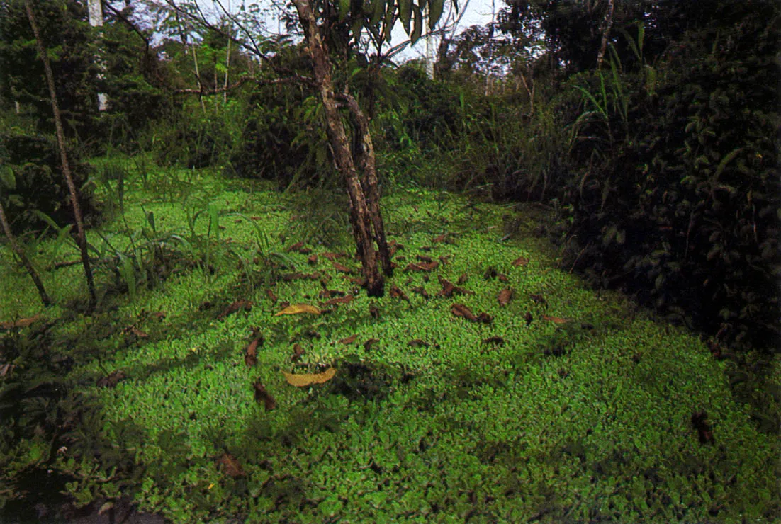 Sector de vrzea durante el periodo de inundacin. El agua aparece cubierta por una comunidad flotante de Pistia striatiotes, conocida como???lechugade agua???. En lugares como ste se resguardan o protegen diversas especies de peces. especialmente en estados larvarios. 