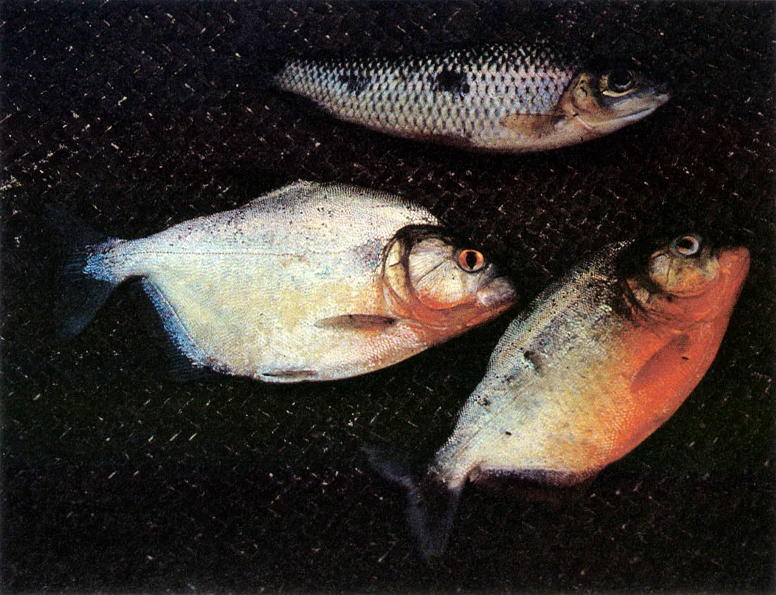 Boquichico o curimbat (Prochilodus spp.) y Piraas (Serrasalmus SPP.).

Los "boquichicos" , por su gran nmero, conforman la especie con mayor biomasa en la cuenca amaznica. Gran parte de las especies de "Piraas" son predadoras y eventualmente peligrosas para el hombre, para el ganado y otros vertebrados. Tienen una denticin muy afilada y atacan en grandes nmeros. A pesar de sus hbitos carnvoros, se las destina para consumo humano en algunas regiones. 