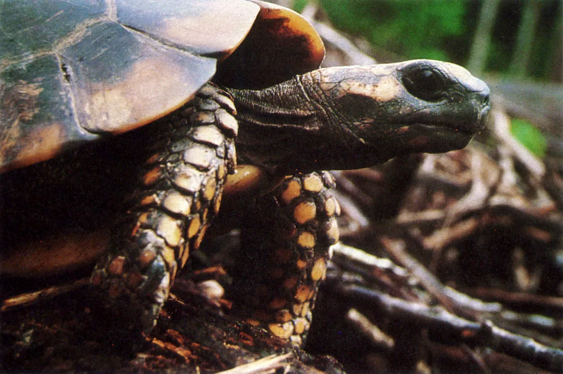 Morocco o "jabot" (Geochelone denticulata). Tortuga terrestre omnvora. Apreciada por su carne. Las placas crneas del caparazn son utilizadas para la confeccin de collares y ornamentos indgenas. Esta especie llega a alcanzar una longitud de 90 cm. 