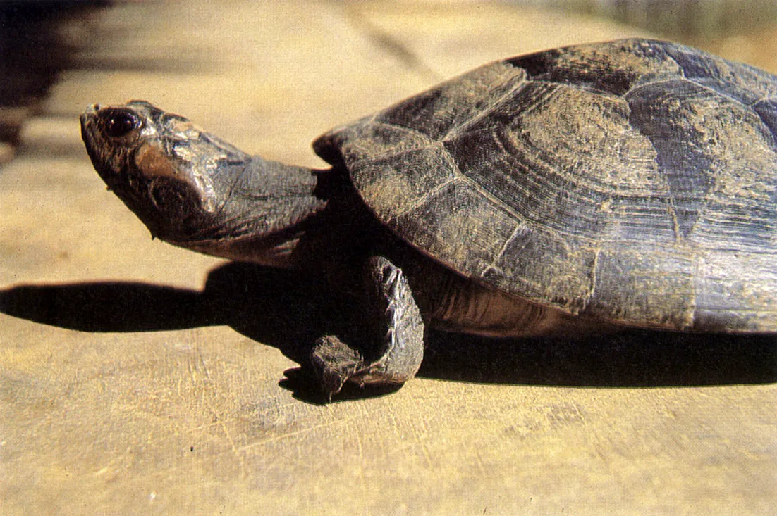 "Terecay" o "taricaya" (Podomemis unifilis). Tortuga omnvora de amplia distribucin en la Amazonia, la Orinoquia y las Guayanas. Su longitud alcanza hasta 40?45 cm. El aceite que se produce con sus huevos es un artculo de activo comercio desde los tiempos de la colonizacin portuguesa en la Amazonia. 