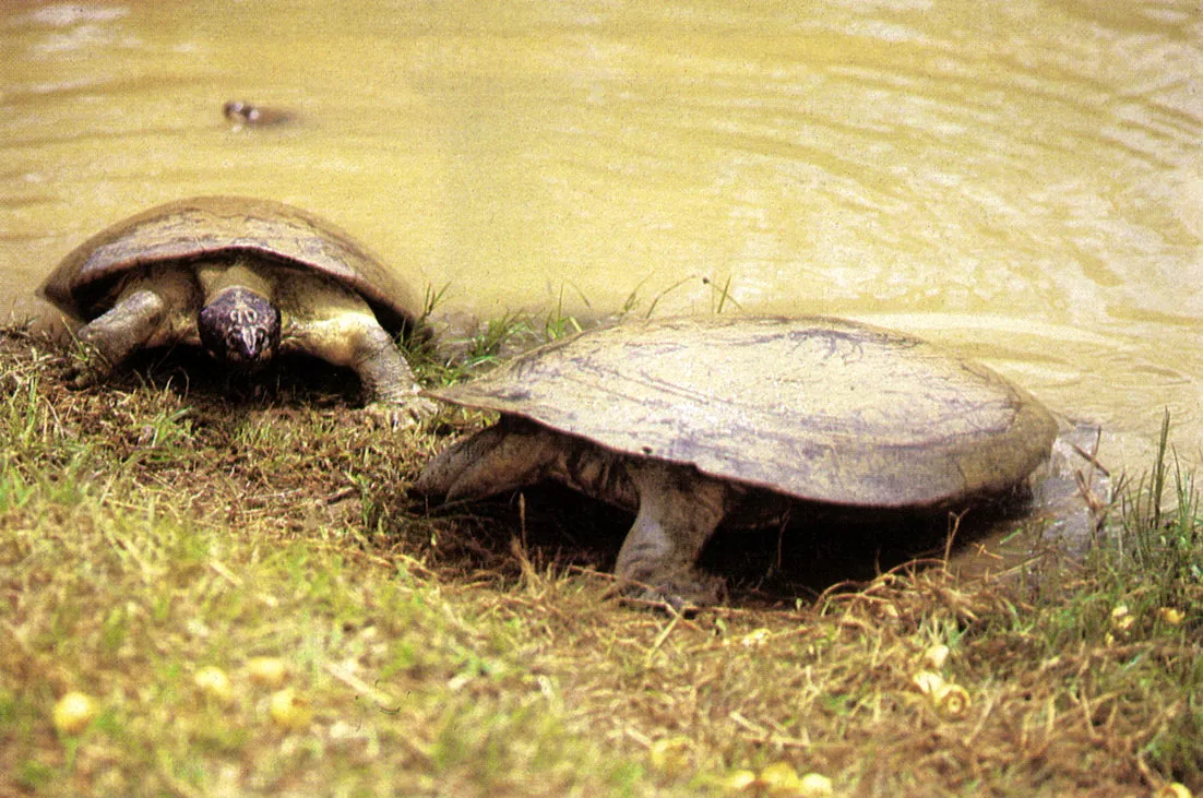 Tortuga (Podocnemis expansa). La mayor tortuga de agua dulce del mundo. La longitud de su caparazn alcanza 8 7 cm. Su carne y sus huevos son muy aprecados por indgenasy colonos. La vulnerabilidad o esta especie se ha incrementado por la caza de neonatos en grande nmero para el mercado de mascotas. 