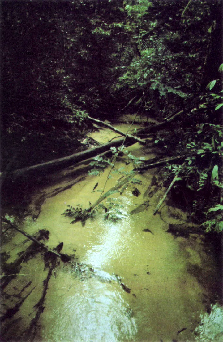 Arroyo en el interior de la selva, cerca de la serrana de Taraira. La cada de material vegetal y otros detritos orgnicos al agua, da origen a la red trfica de los ecosistemas acuticos. 