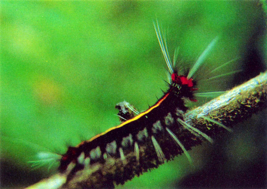 Es grande la diversidad de apariencias y el colorido de las larvas de mariposa, las cuales se protegen de sus enemigos mimetizndose con el medio, o con diversos y vistosos rganos cuyo contacto produce efectos urticantes. 