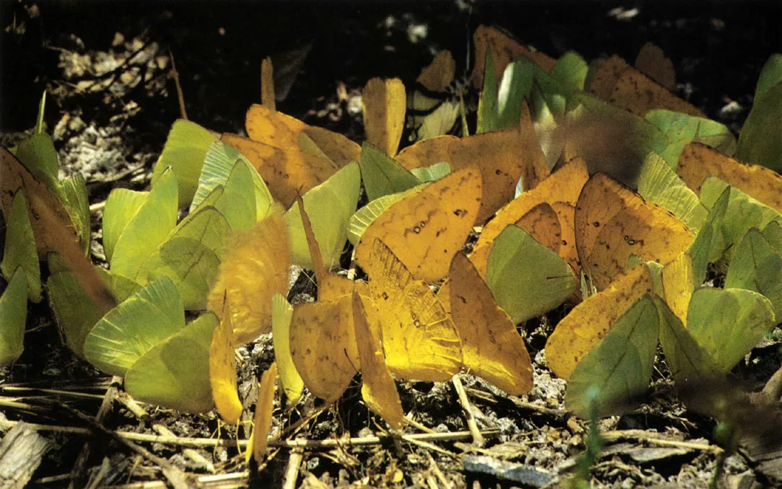 Grupo de mariposas de la familia Pieridae. Con frecuencia se renen en gran nmero al borde de pequeas charcas, especialmente en las que se forman cuando bajan los niveles de las corrien ? tes de agua. 