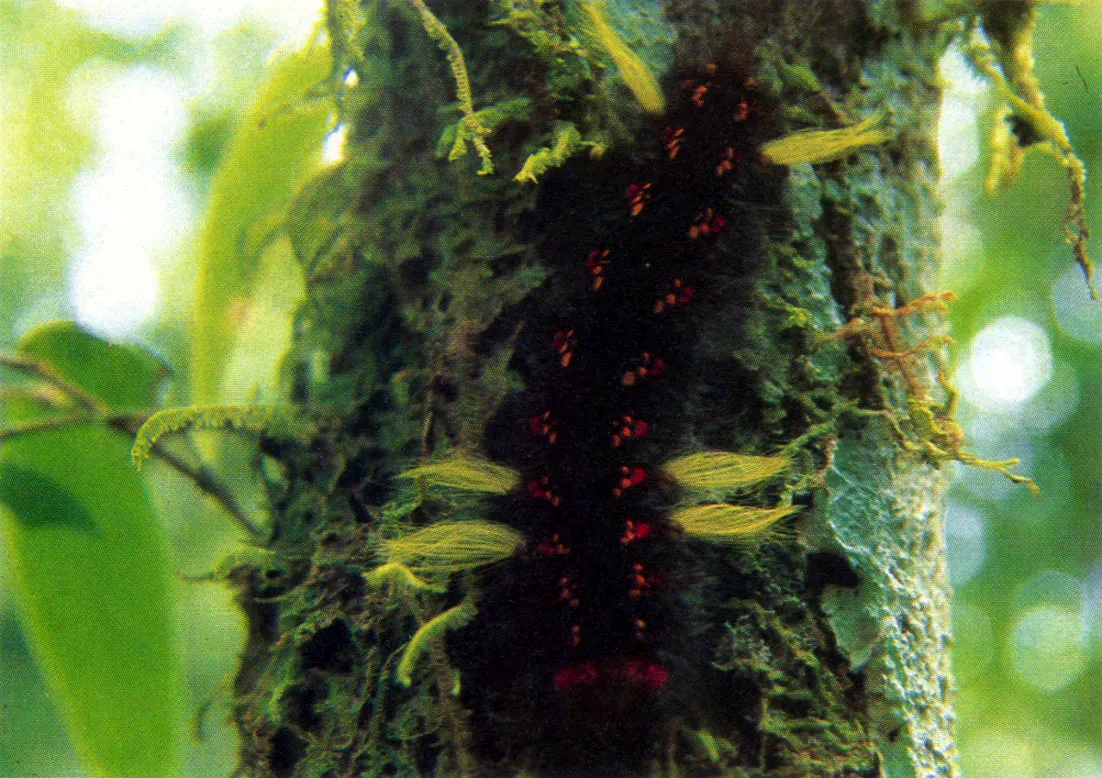 Es grande la diversidad de apariencias y el colorido de las larvas de mariposa, las cuales se protegen de sus enemigos mimetizndose con el medio, o con diversos y vistosos rganos cuyo contacto produce efectos urticantes. 