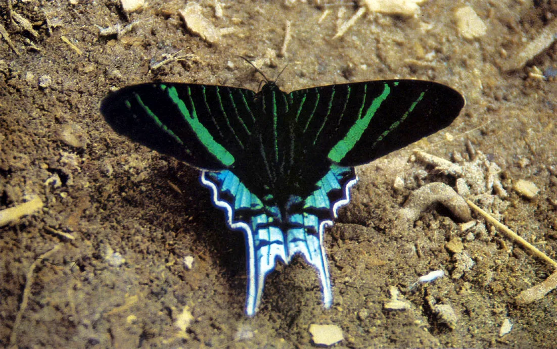 Mariposa del gnero Urania. Algunas de sus especies son migratorias, aunque se desconoce el alcance de sus recorridos.

Las mariposas representan uno de los elementos ms diversificados entre los insectos de la fauna amaznica. 