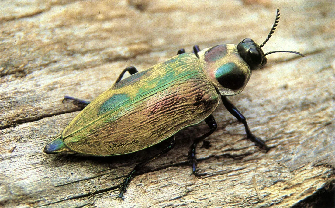 Euchroma gigantea. Coleptero muy vistoso cuyas alas (hlitros) son emplea ? das por los indgenas para la confeccin de collares y otros ornamentos. 