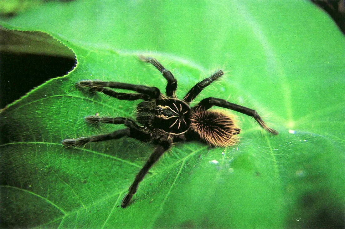 Araa polla o Pollera, de la familia Mygaridae. Muy difundida en los pisos trmicas clido y hmedo de la regin intertropical de Amrica Central y del Sur. Las araas de este grupo incluyen las especies de mayor tamao conocido, algunas alcanzan hasta 20 cm con los miembros locomotores extendidos. 