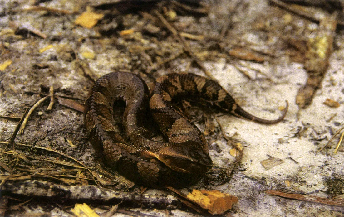 "Yararaca" (Bothrops brazili). Una de las especies de serpientes menos conocidas de la Amazonia. Muy venenosa. 