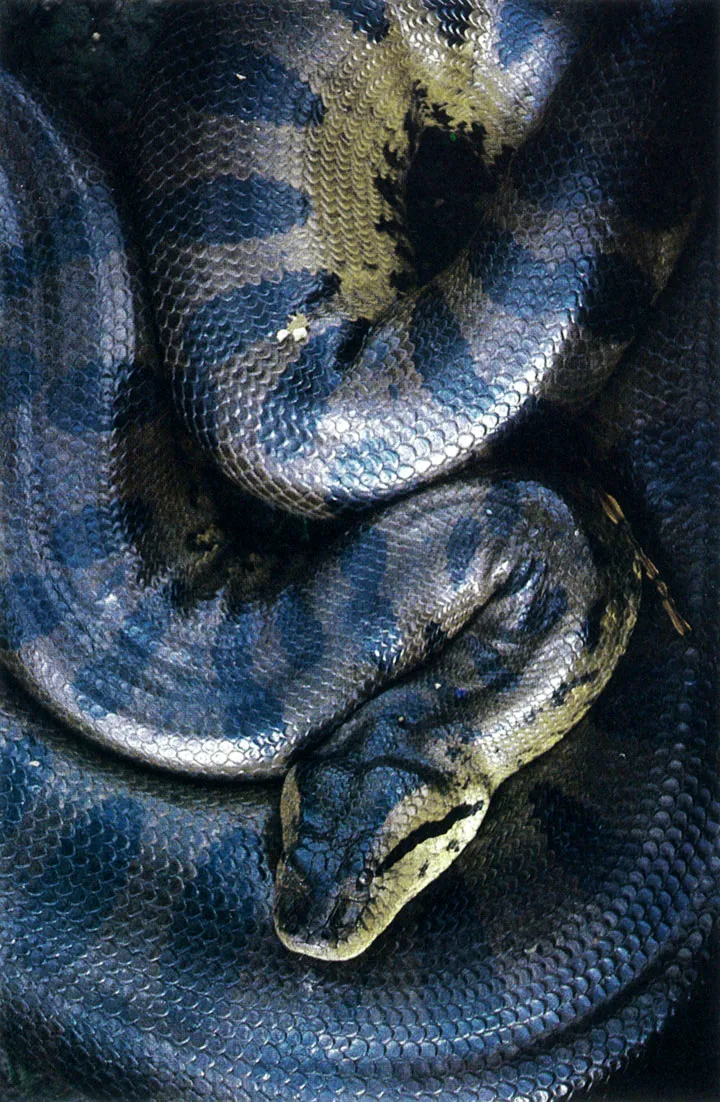 "Anaconda", "sucurij" o "gio negro " (Eunectes murinus). Serpiente de mayor talla conocida; se han encontrado ejemplares de 14 y 15 metros, aunque en la literatura sobre el tema se han reseado individuos hasta de 19 m. Posee hbitos parcialmente acuticos; no es venenosa. Se alimenta de vertebrados acuticos y terrestres. Algunas etnias indgenas amaznicas vinculan la "naconda" a sus mitos sobre el origen de los diversos grupos humanos y sobre el poblamiento de la tierra. 