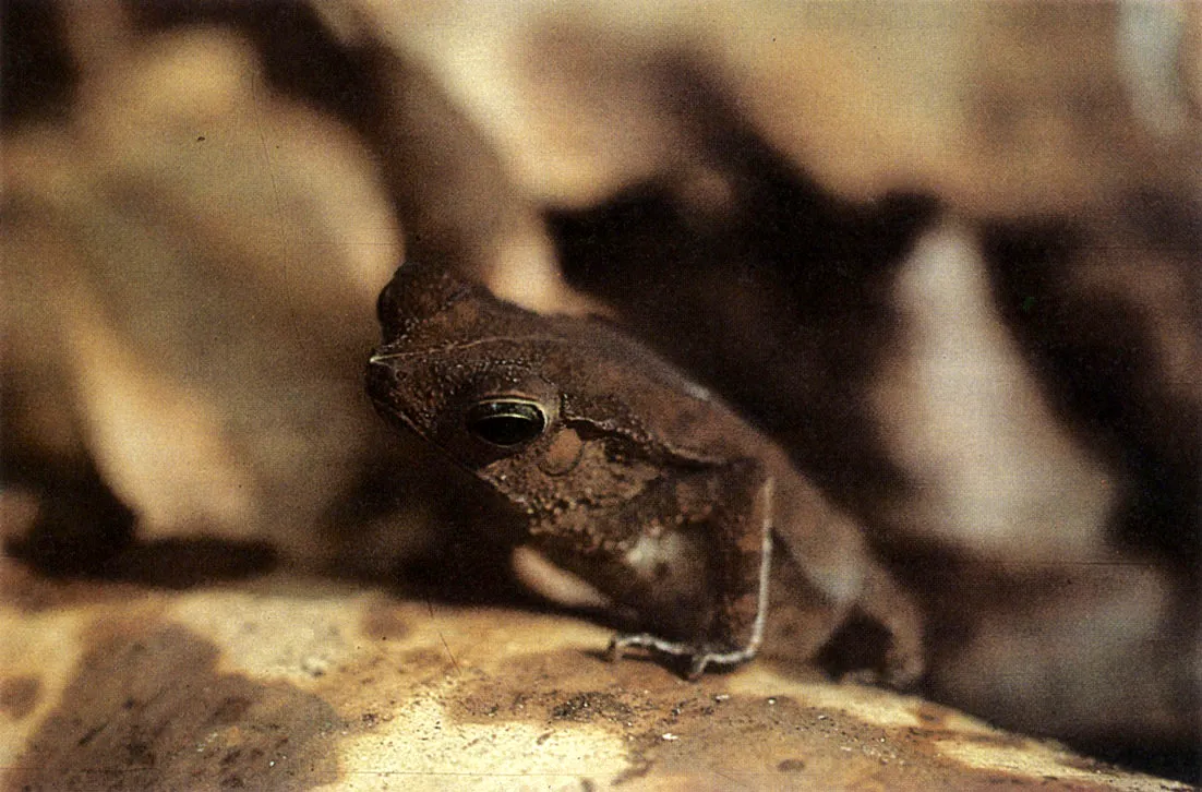 Bufo aff. tiphonius. Este sapo, y otras especies de mismo gnero, tienen amplia distribucin en la Amazona. 