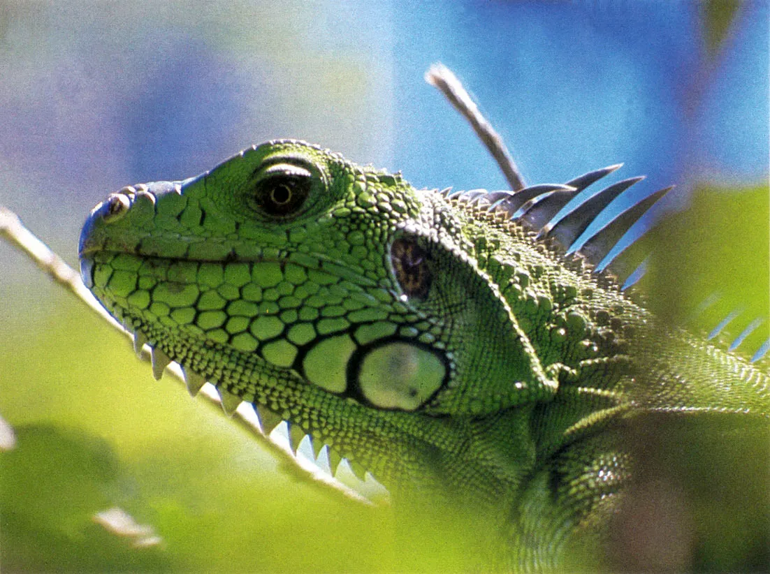 Iguana. Especie de lagarto arborcola que alcanza longitudes hasta de 2.50 metros. Los adultos se alimentan bsicamente de hojas tiernas y frutos blandos. Su carne es muy apreciada por algunos  grupos indgenas, que las cazan principalmente durante el verano cuando hacen sus nidos para poner. Depositan alrededor de 30 huevos.
 