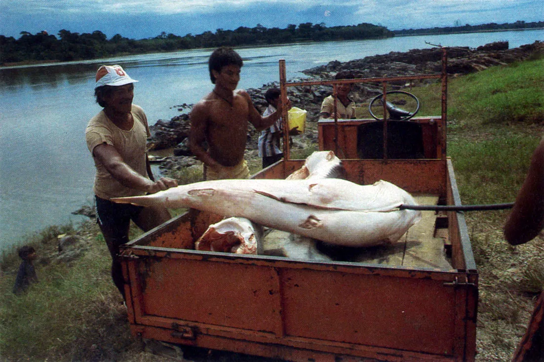 El bagrelechero (Brachyplatystoma sp.) o valentn es una de las principales especies de peces explotadas comercialmente en la Amazonia colombiana. Es el mayor pez de la regin; puede superar los dos metros de longitud y los 1.50 kilos de peso. Se le llama Yechero por poseer dos tetillas cerca de las aletas abdominales 