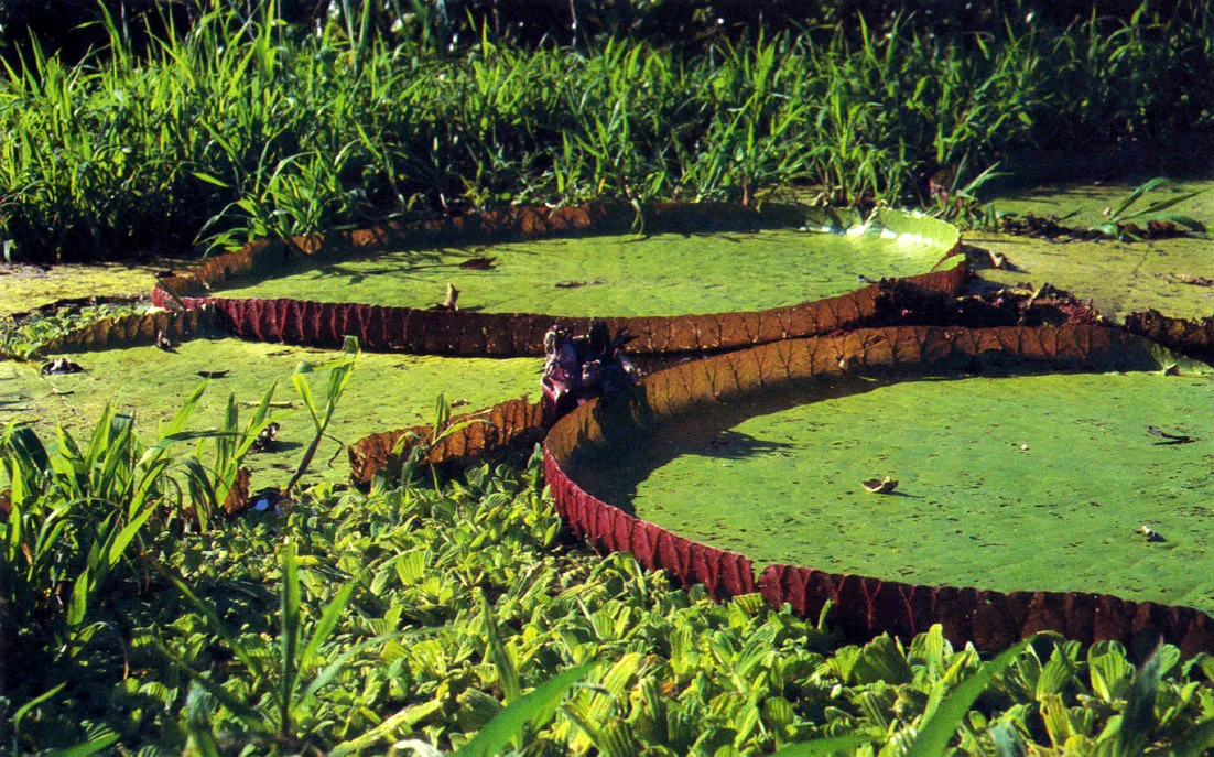 "Victora regia? (Victoria amazonica). Especie propia de pequeos lagos o antiguos cauces, madreviejas o cochas marginales de] ro Amazonas y de algu  nos de sus tributarios. Pertenece a la familia Nymphaeaceae, que agrupa a los lotos. La planta se arraiga en el fondo del agua, y posee hojas flotantes de hasta dos metros de dimetro que pueden soportar el peso de un nio. Sus semillas, globosas y abundantes, son alimento de peces como la bitana" (Colossoma). 