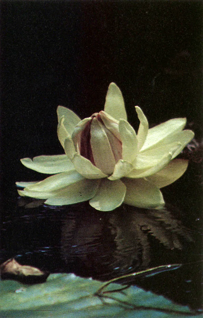 Flor de Victoria amazonica. Su color puede ser biancoo rosado. Son de gran tamao y exhalan un intenso perfume. 