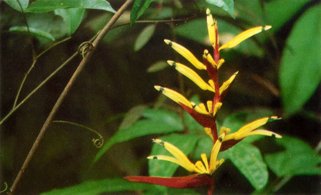 Flor de Platanillo (Heliconia), especie polinizada fundamentalmente por colibres. Se la encuentra principalmente en medios alterados. Posee gran potencial en el mercado de las plantas ornamentales. 