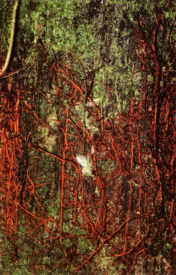 Plantas trepadoras, lianas, epfitas, mus
gos y lquenes, con tramas compiejas
de races y raicillas. y microorgani . s
mos, recubren parcial o totalmente de
manera caracterstica los troncos de
los rboles de la selva amaznica, parti
cipando en el proceso dei reciciaje de
nutrientes,

Con estas asociaciones de especies in
teractan tambin abundantes anima
les, como avispas, horm, . gas, comeje
nes, mosquitos, liblulas.. todo un
mundo en busca de refugio y alimento. 