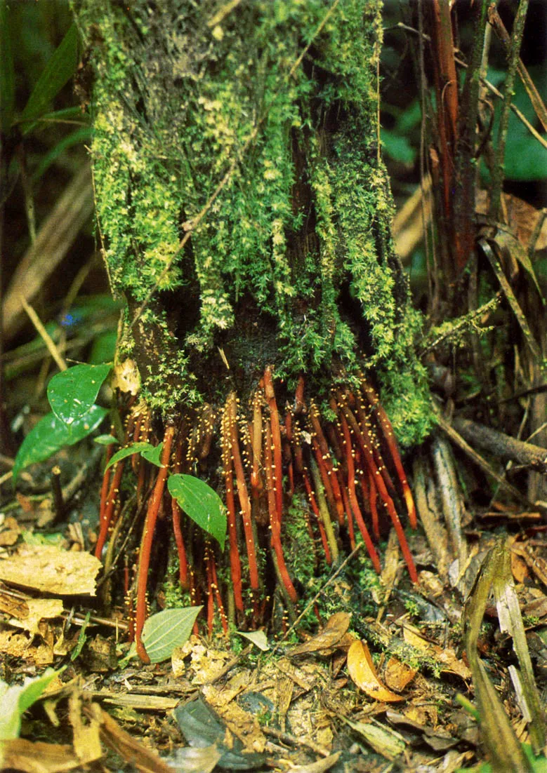 El sistema de races de la mayor parte de las plantas, en la Amazona, se halla frecuentemente concentrado en losprimeros treinta centmetros del piso, racesy raicillas se imbrican en el horizonte superficial del suelo (capote), compuesto por el material vegetal de sorendido, para dar lugar al ciclo de la nutricin. 