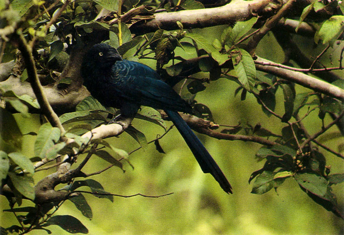 "Arrendajo" (Cacicus cela), gran imitador de los cantos de otras aves. 