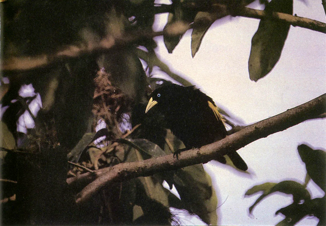 "Garrapateo" (Crotophaga major), especie que se alimenta en particular de insectos y caros del ganado, de donde deriva su nombre.
 