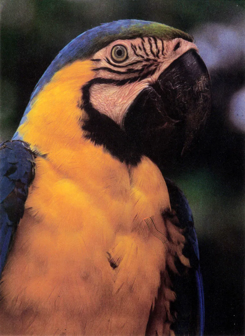 "Guacamaya" (Ara ararauna). Del nombre de estas especies deriva la denominacin del sitio de Araracuara ( cueva o refugio de las guacamayas). 