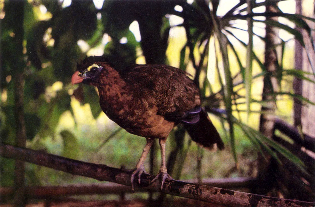 "Faujil" (Notocrax urumutum), de habitos poco conocidos. En la cosmogona WitotoMuiname se le considera "hroe cultural. 