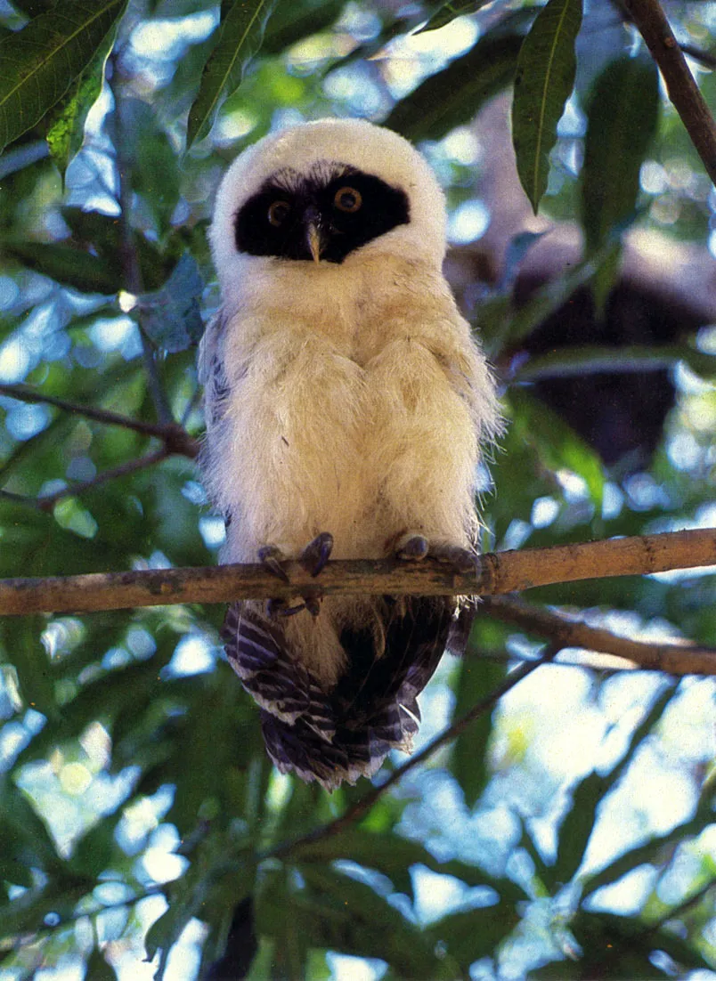 "Buho" (Puisatrix perspicilliata perspiciliiata)juvenil. Especie muy frecuente en la Amazonia. Predador de vertebrados ms pequeos. Al pasar a estado adulto pierde la "mscara" negra. 