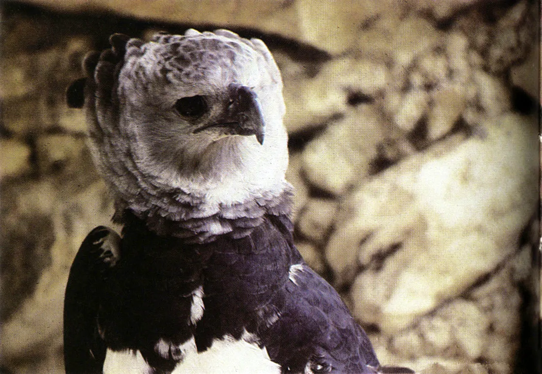 "Aguila miquera" (Harpia harpyja). La ms -grande y poderosa de las guilas de Amrica. Para alimentarse recurre a la caza de monos, particularmente "!churucos ". Frecuenta principalmente el dosel de la selva. 