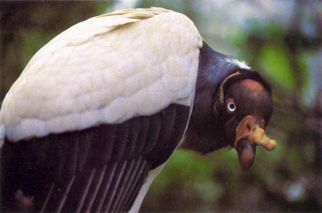 Cigea, maguar o gabn pionio (Ciconia maguari). Unica especie de verdaderas cigueas en Amrica. Es migratoria y anida asociada con otras aves, construyendo su nido en la copa de las palmeras. Sus plumas son muy usadas para la confeccin de ornamen ? tos.Aparece como protagonista en diversos mitos indgenas. 