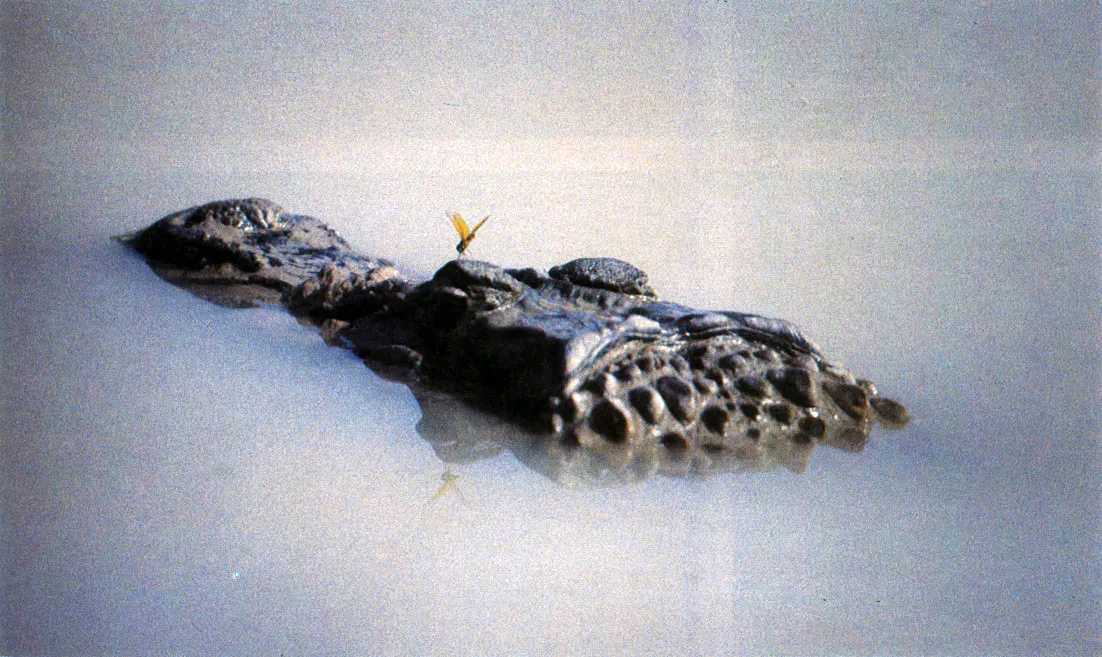 Lagarto blanco "yacar" o (Caiman crocodilus). Especie ampliamente difundida en el Amazonas, que puede alcanzar hasta 2.70 metros de longitud. Se alimenta de peces, otros vertebrados y carroa. Su carne es comestible. Su piel ha sido objeto de activo comercio, por lo cual se halla al borde de la extincin en algunas regiones.
 