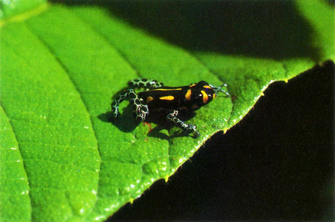 Ranas (Dendrobates y PhylIobates) de la familia Dendrobatidae. Producen pocos huevos, relativamente voluminosos, que pueden ser portados en el dorso por las hembras, hasta su eclosin. La secrecin cutnea de algunas especies de esta familia, en extremo txica, es utilizada para en venenarpun ? tas de fechas o de dardos por tribus Choc. Existe la tradicin de un uso similar, hoy desaparecido, entre indgenas del bajo ro Caquet, en Colombia. 