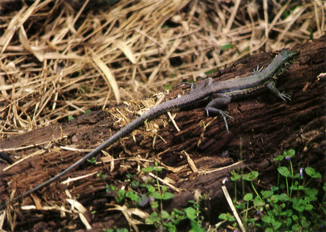 "Lagartijas" (A m e i va spp.) de hbitos terrestres. Se alimentan fundamentalmente de insectos y an de pequeos vertebrados, incluyendo otras especies de "lagartijas" de menor tamao. 